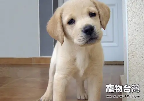 肥大性骨營養不良的犬有何症狀