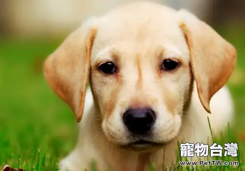 如何治療犬肥大性骨營養不良(1圖)-寵物台灣