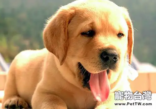 犬黑熱病有什麼症狀