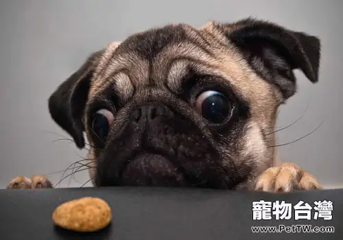 導致巴哥犬拉肚子的原因有哪些(1圖)-寵物台灣