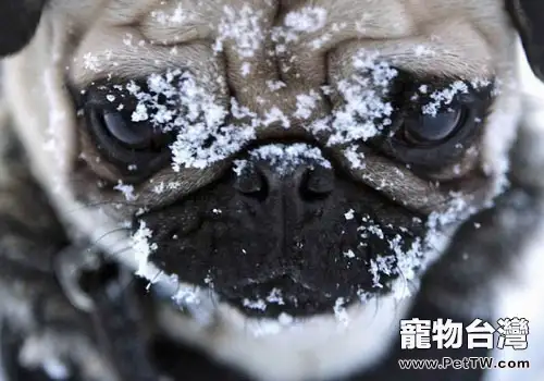 讓巴哥犬遠離皮膚病(1圖)-寵物台灣