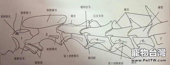 犬椎間盤疾病的診斷