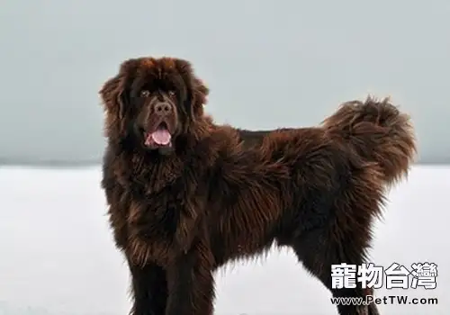 犬感染口腔乳狀瘤病毒有何症狀