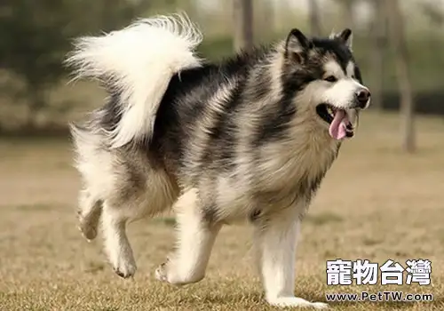 引起犬膿胸的原因有哪些(1圖)-寵物台灣