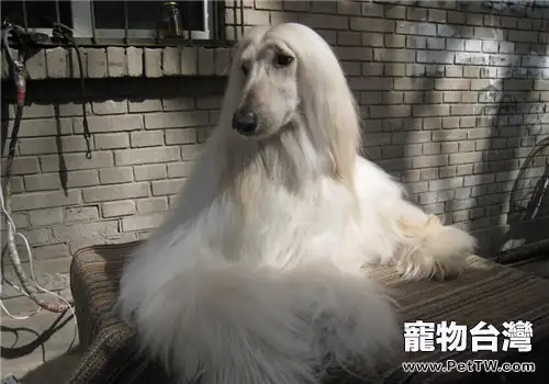 犬破傷風的簡介