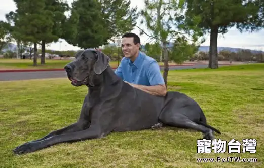 大丹犬的種類介紹