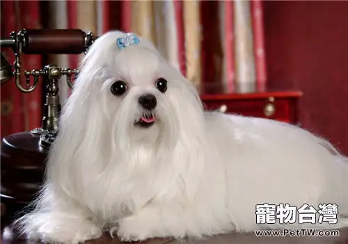 公犬不育症的病因及治療(1圖)-寵物台灣