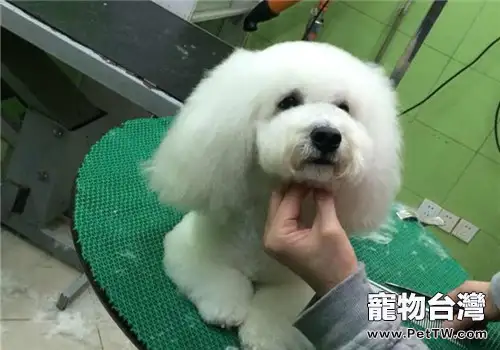 犬尿失禁的發病原因分析