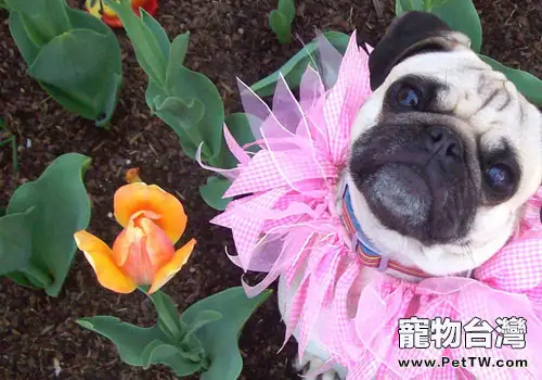 巴哥犬能長多大(1圖)-寵物台灣