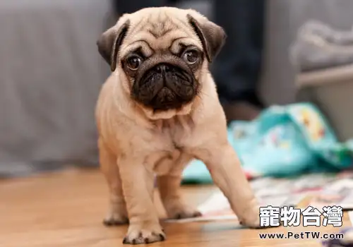 巴哥犬發燒怎麼辦(1圖)-寵物台灣