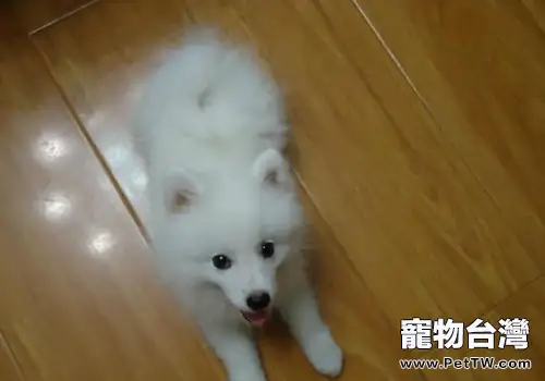 如何治療犬細菌性心內膜炎