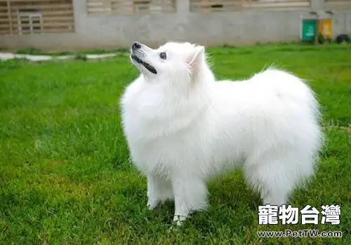 如何處理犬腹壁疝