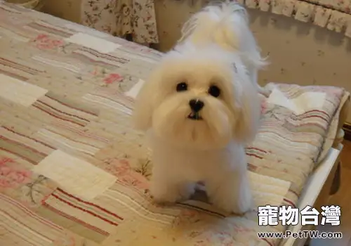 造成狗狗心力衰竭的原因有哪些(1圖)-寵物台灣