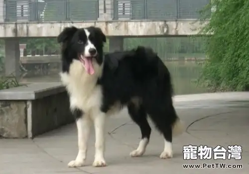 如何治療犬眼蟲病