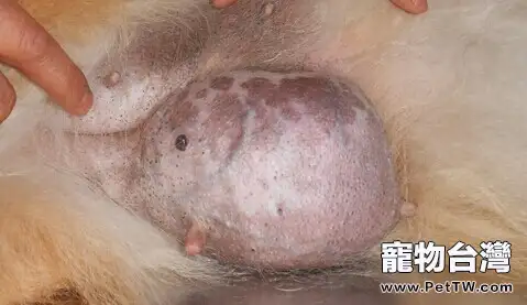 寵物腫瘤常見誤區