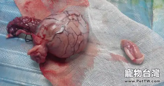 寵物腫瘤常見誤區
