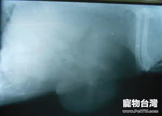寵物腫瘤常見誤區