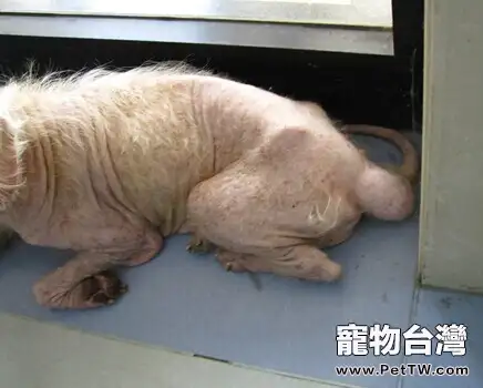 寵物腫瘤常見誤區