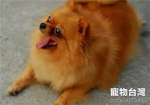 博美 犬（松鼠狗）耳螨病的防治措施