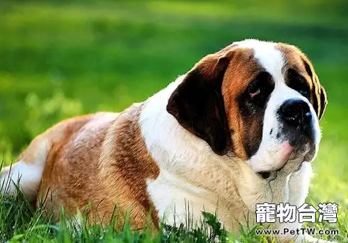 如何護理好狗狗的牙齒