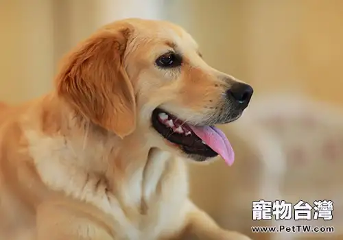 「三定」餵食對狗狗有什麼好處