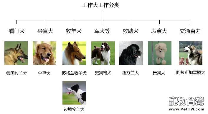 保衛地鐵安全的搜爆犬