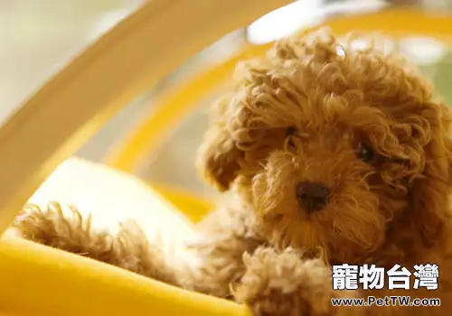 讓狗狗獲得充足的蛋白質(共5張圖片)-寵物台灣