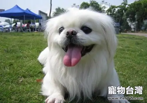 獅子狗(京叭犬)的常見問題有哪些(共4張圖片)-寵物台灣