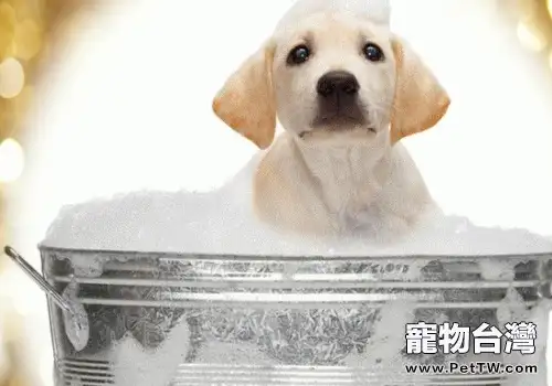 狗狗洗完澡不吹乾有什麼危害