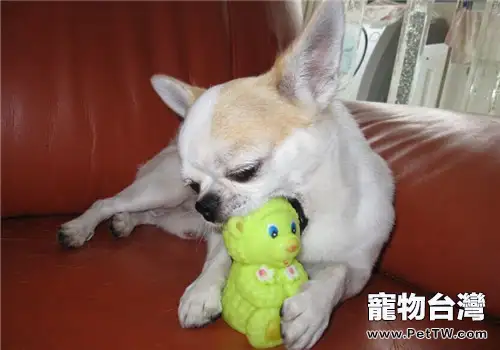 狗狗無緣無故吠叫之解決對策