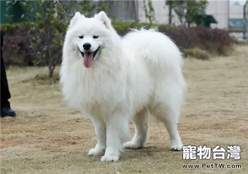認識假狗糧之原料如何摻假
