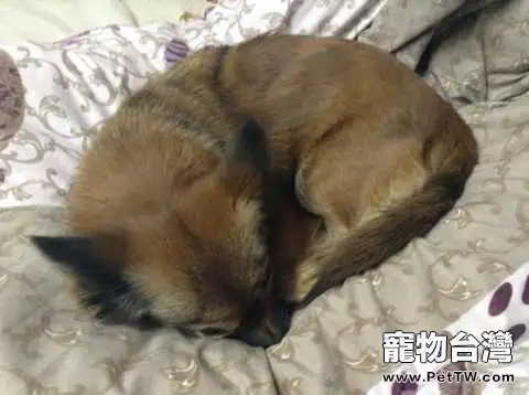 如何辨別真假狗糧