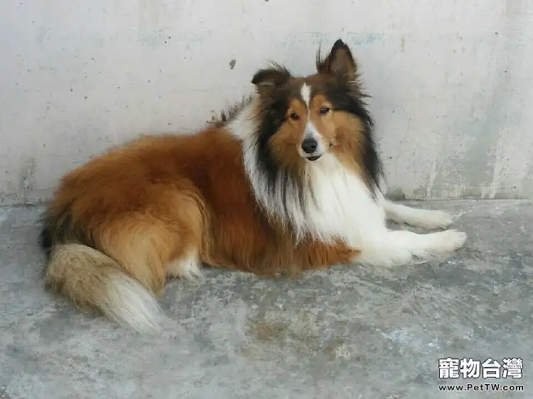 如何辨別真假狗糧