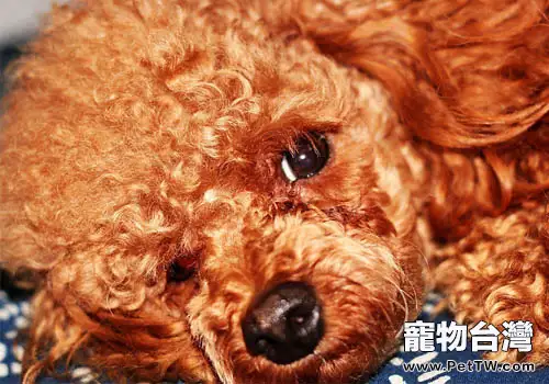 為什麼狗狗走丟的事情常常發生(共3張圖片)-寵物台灣