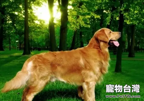 黃金獵犬的常見遺傳疾病