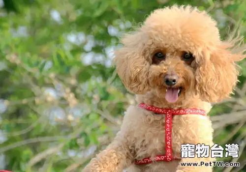 狗狗得了中耳炎怎麼辦