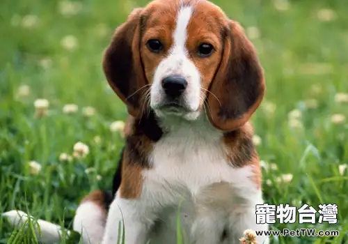 狗狗得了中耳炎怎麼辦