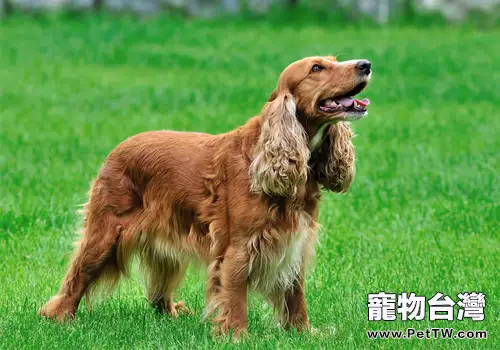 狗狗得了中耳炎怎麼辦