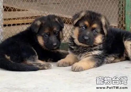 德國牧羊犬無法立耳(共2張圖片)-寵物台灣