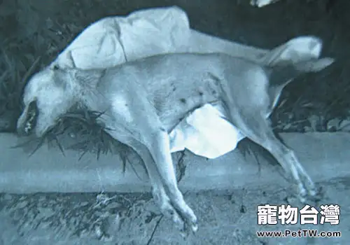 如何正確處理因傳染病死亡的狗狗