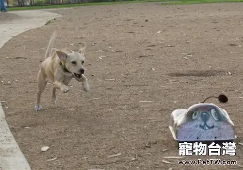 玩具對狗狗到底有多重要