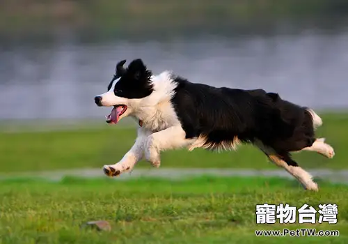 玩具對狗狗到底有多重要