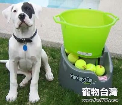 玩具對狗狗到底有多重要