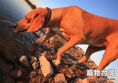 狗狗飲水突然變大要引起注意(共2張圖片)-寵物台灣