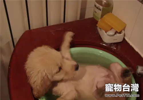 什麼情況下不能給狗狗洗澡之洗澡注意事項