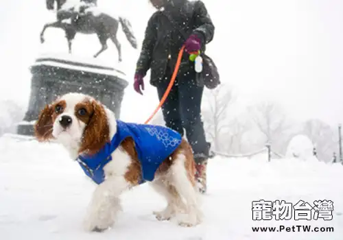 狗狗春節外出注意事項