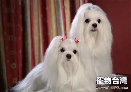 春節飼養寵物如何不影響走親訪友