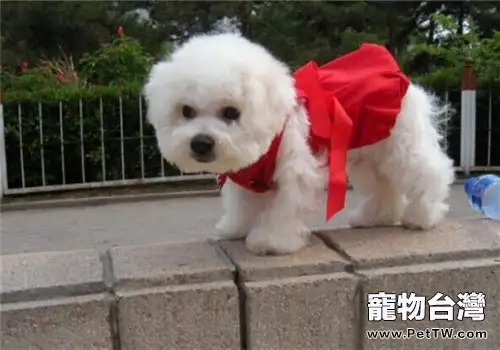 春節飼養寵物如何不影響走親訪友