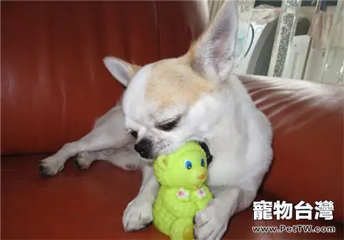 春節飼養寵物如何不影響走親訪友（共3張圖片）-寵物台灣