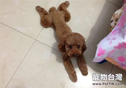 狗狗喜歡趴在地板上的原因分析
